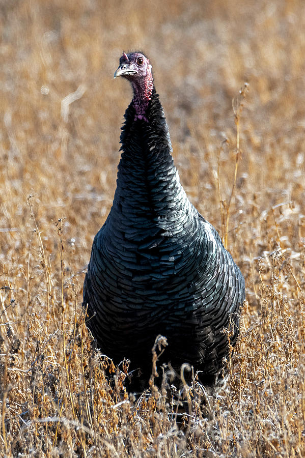 Wild Turkey Lookout Photograph by Michael Dawson
