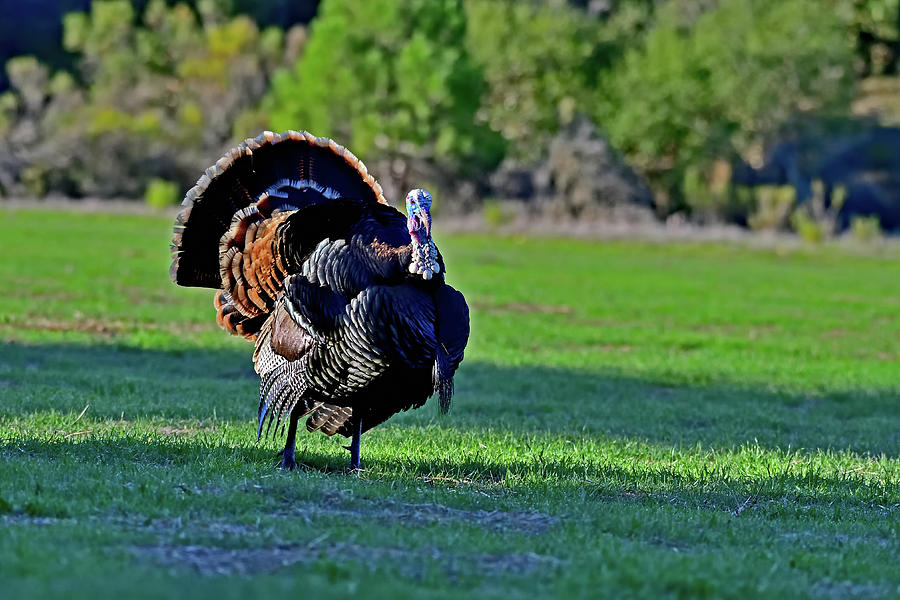 Wild Turkey - Meleagris Gallopavo Photograph