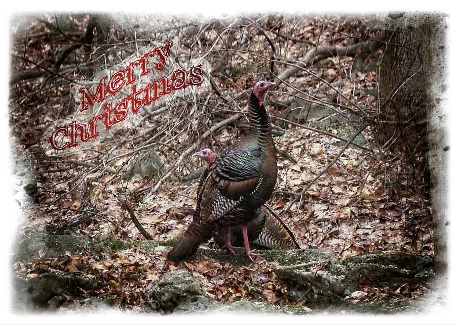 Wild Turkey Merry Christmas Card Photograph by Carol Senske
