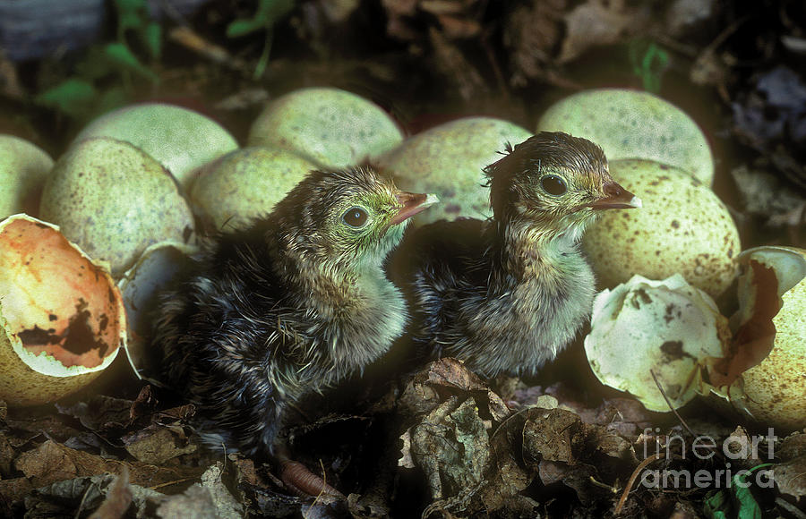 Wild Turkey Nest III Photograph by Gary W Griffen - Pixels