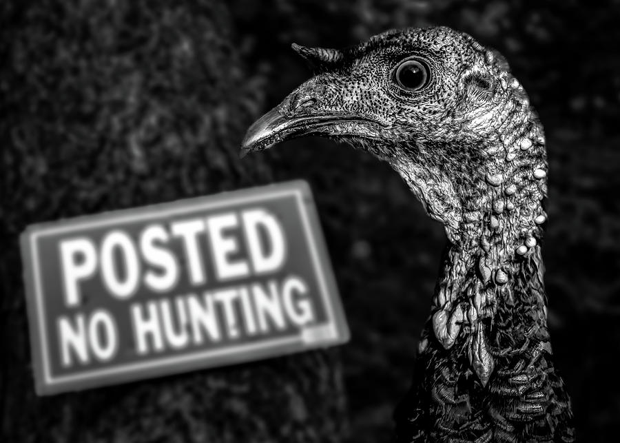 Bird Photograph - Wild Turkey No Hunting by Bob Orsillo