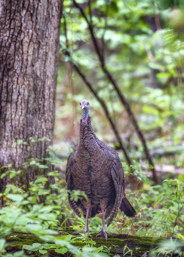 Wild Turkey on a Log Photograph by Susan Rissi Tregoning