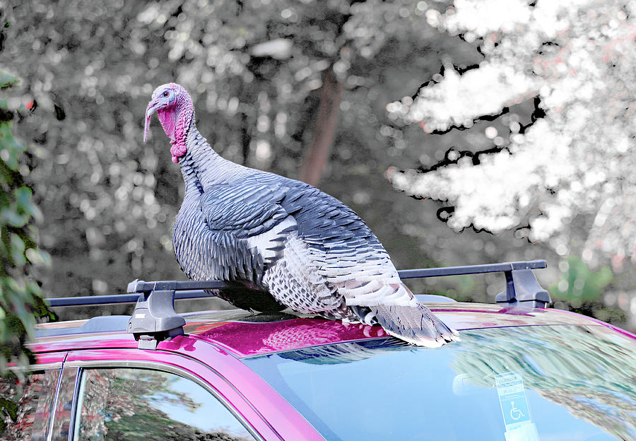 Wild Turkey on my car Photograph by Imagery-at- Work