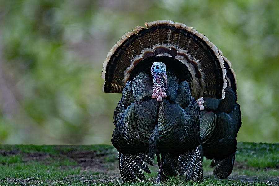 Wild Turkey Portrait - San Antonio Park, Cupertino  Photograph by Amazing Action Photo Video