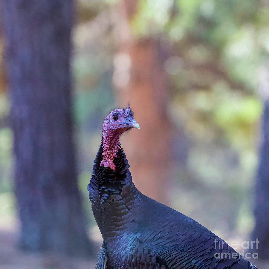 Wild Turkey Portrait  Photograph by Shirley Dutchkowski