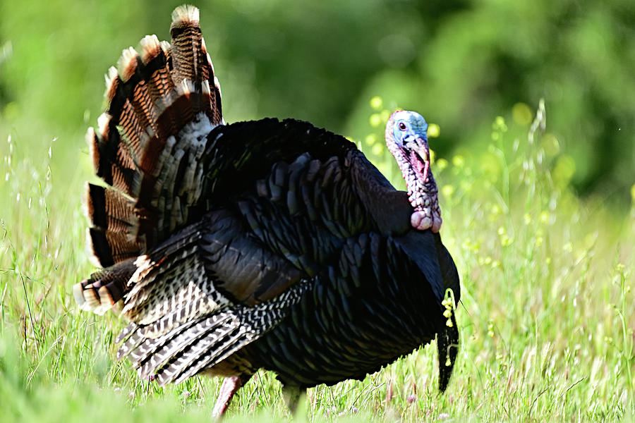 Wild Turkey -  San Antonio  Park, Cupertino Photograph by Amazing Action Photo Video