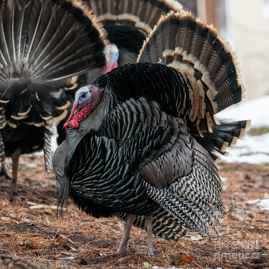 Wild Turkey Show Photograph by Michael Dawson | Fine Art America