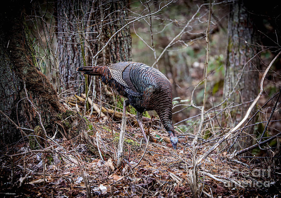 Wild Turkey Smoky Mountains Photograph by Veronica Batterson