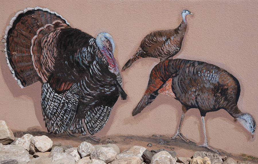 Wild Turkey Street Art Photograph