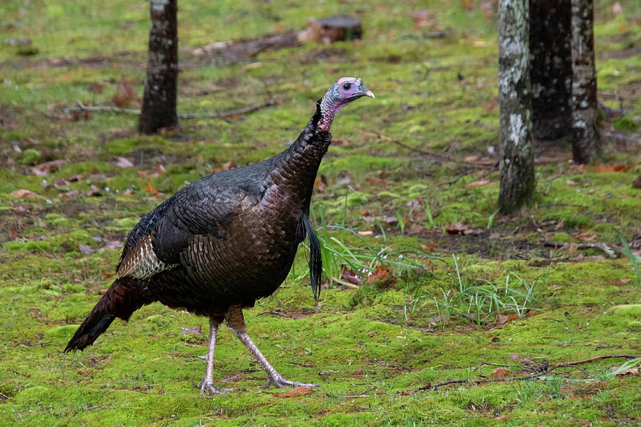 Wild Turkey Stroll Photograph by Cascade Colors