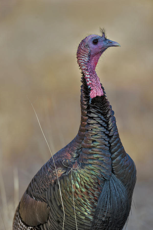 Wild Turkey Tom Photograph by Gary Langley
