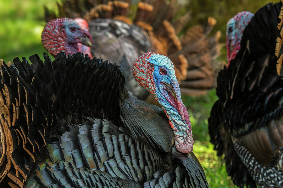 Wild Turkey Toms Photograph by Arterra Picture Library