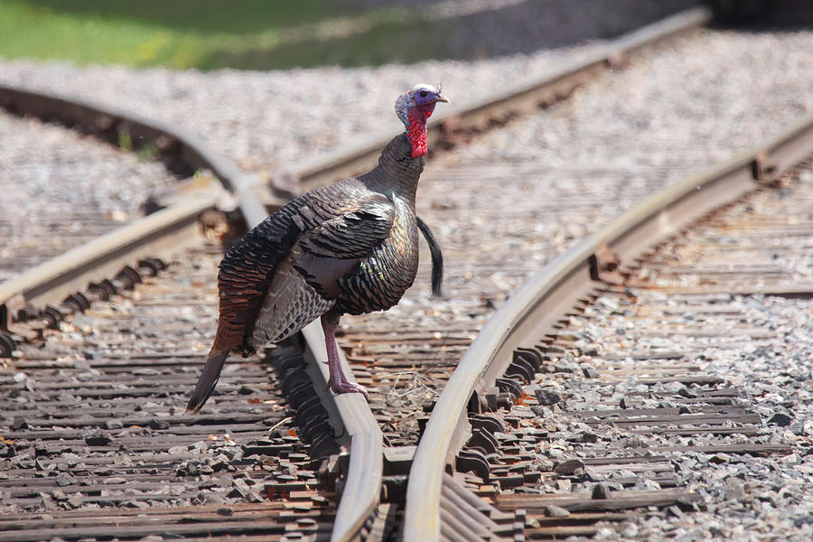 Wild Turkey Tracks Photograph by Brook Burling