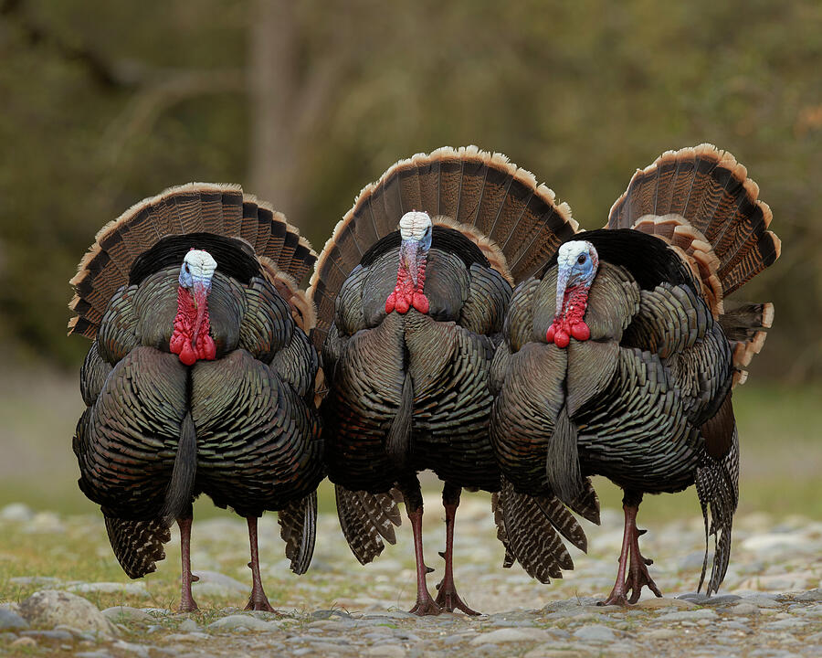 Bird Photograph - Wild Turkey Trio Sacramento County California by Doug Herr