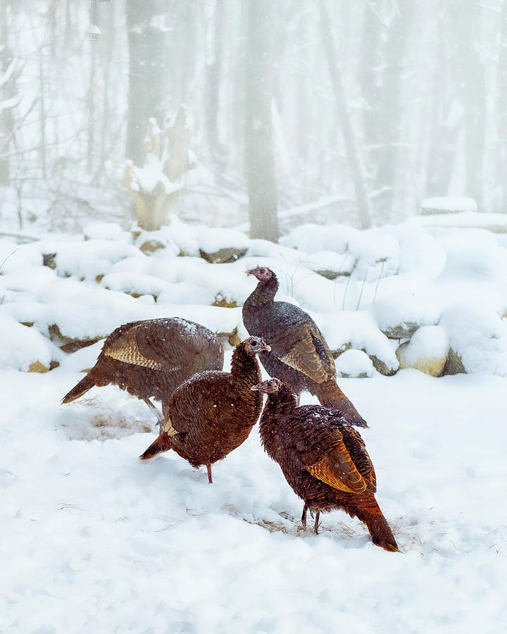 Wild Turkey Winter Photograph by Bob Orsillo