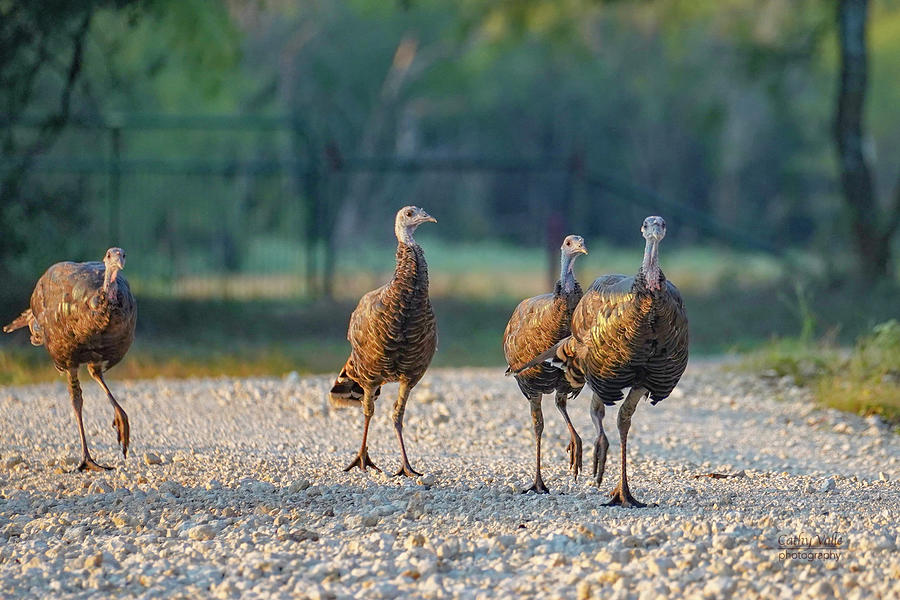 Wild Turkeys Photograph by Cathy Valle