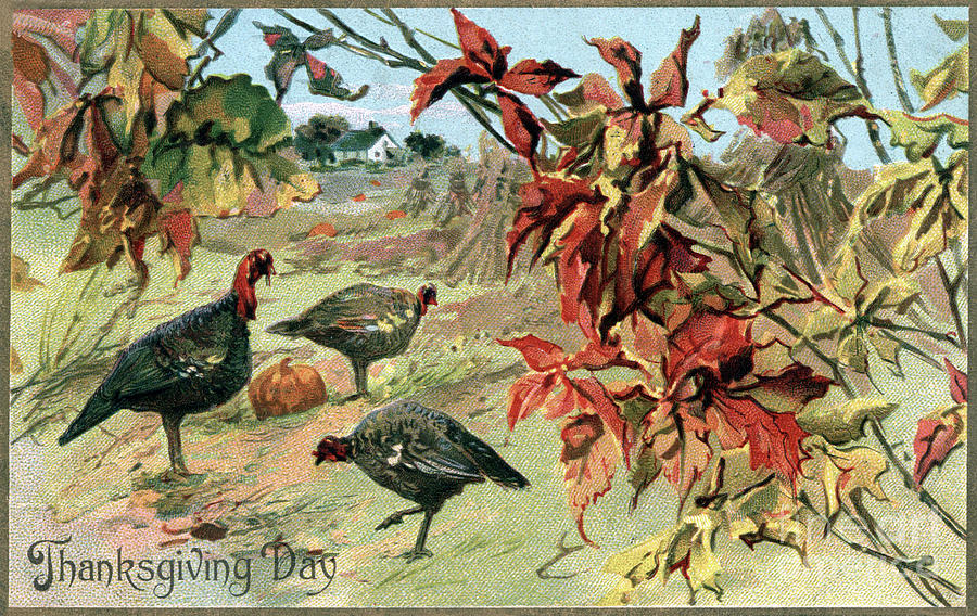 Wild Turkeys In A Field Digital Art by Pete Klinger