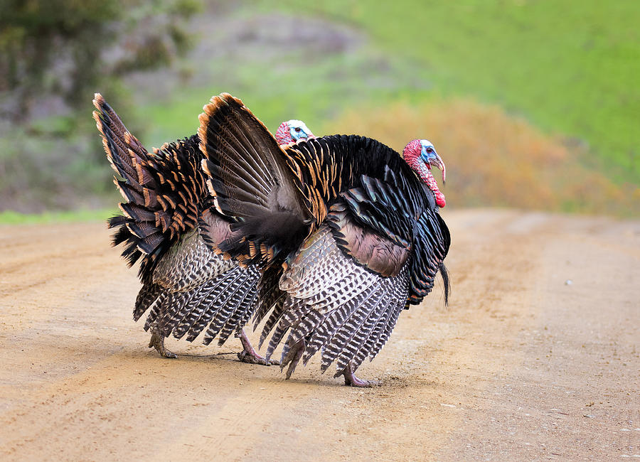 Wild Turkeys Photograph by Mimi Ditchie Photography