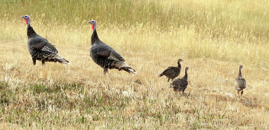 Wild Turkeys Morning Stroll Photograph by Katie Keenan