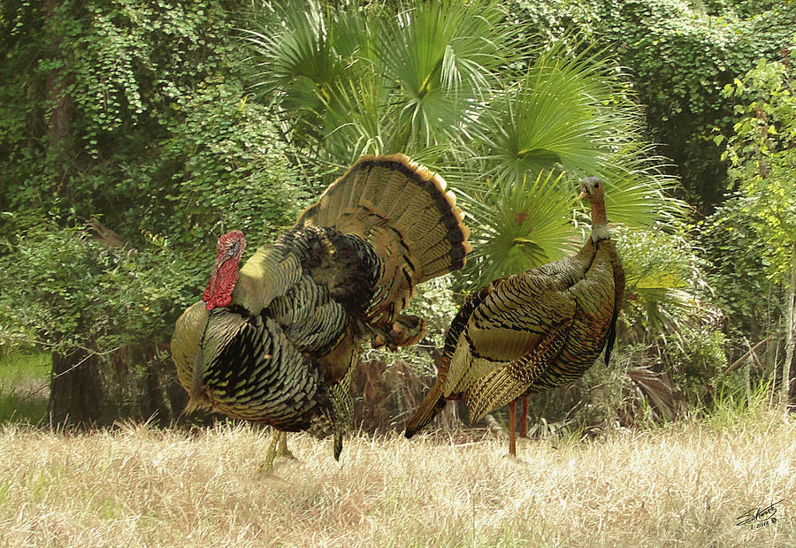 Wild Turkeys of Ocala Digital Art by M Spadecaller