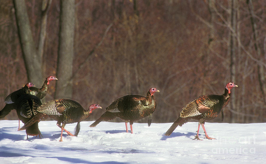 Wild Turkeys Winter IV Photograph by Gary W Griffen Pixels