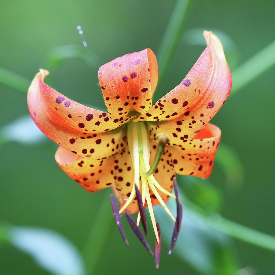 Wild Turks Cap Lily Photograph by Daniel Beard