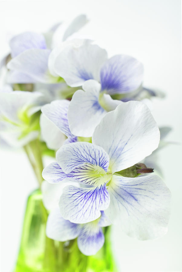 Wild Violet Flowers In Green Vase Vertical Photograph
