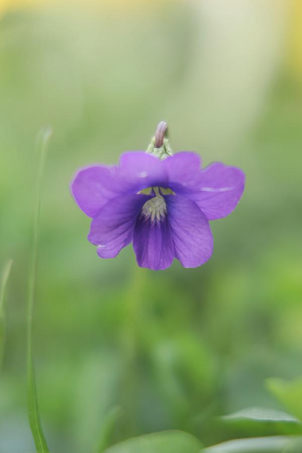 Wild Violet Photograph by Stephanie Hollingsworth