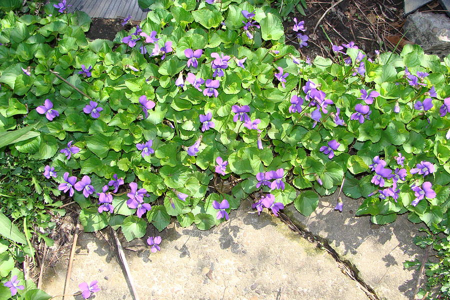 Wild Violets Photograph by Anthony Seeker