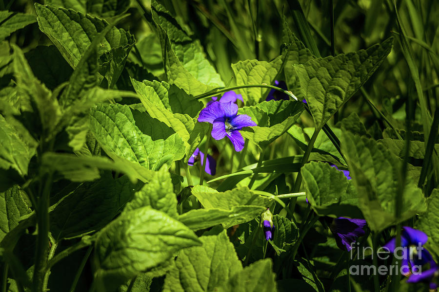 Wild Violets Photograph