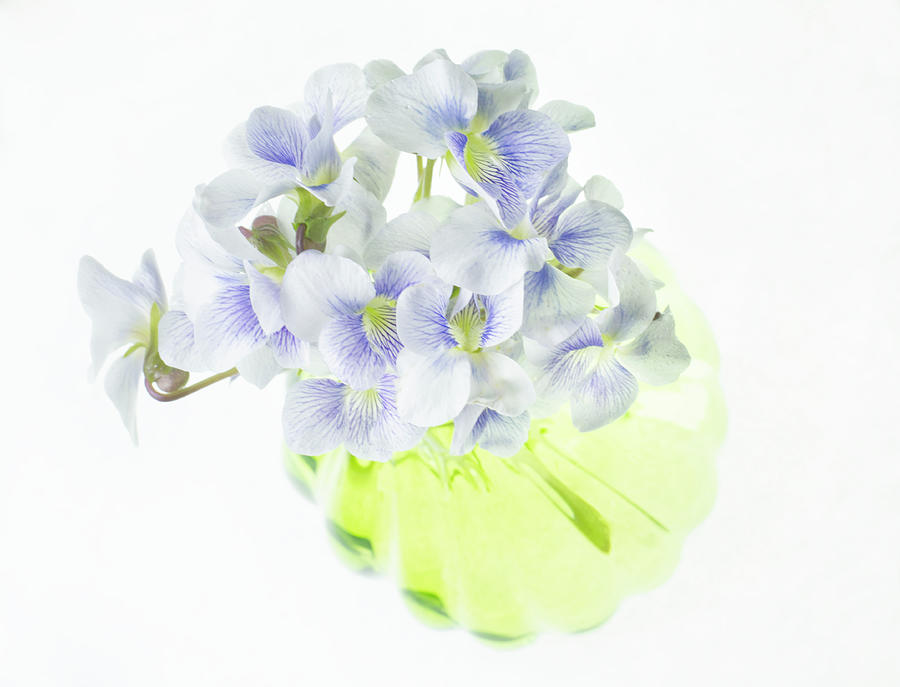 Wild Violets in Green Vase Photograph by Iris Richardson