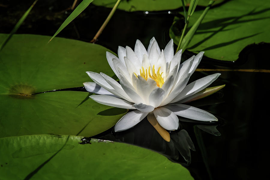 Wild Water Lily Photograph by Fon Denton - Fine Art America