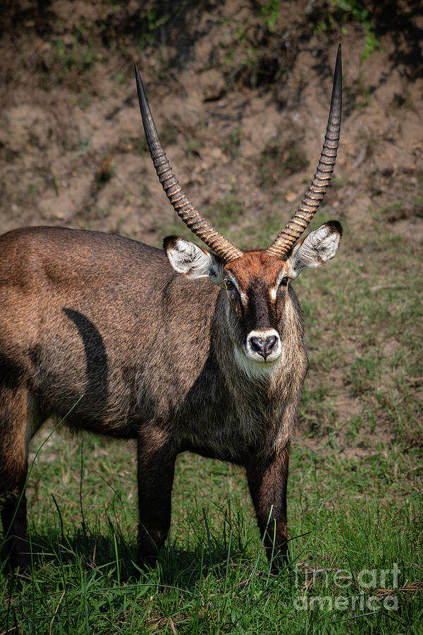 Wild Waterbuck Male In Africa. Photograph
