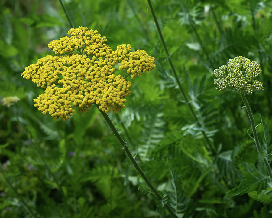 Wild Weeds Photograph by Lane Billings | Pixels