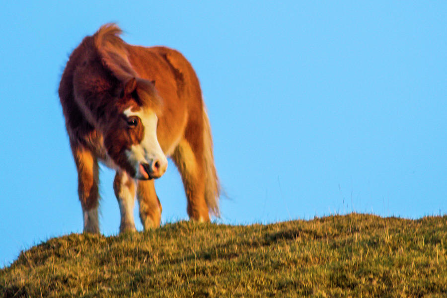 Wild Welsh Horse Photograph by Double AA Photography