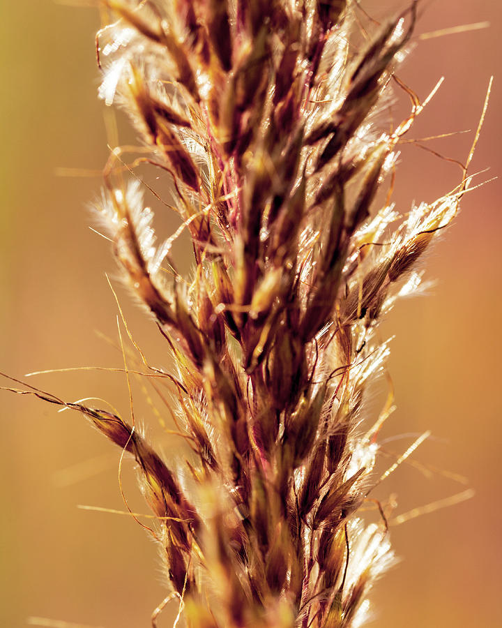 Wild Wheat 2 Photograph by Amelia Pearn