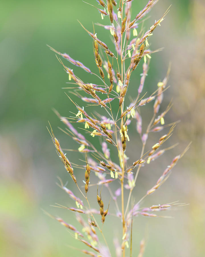 Wild Wheat Photograph by Amelia Pearn