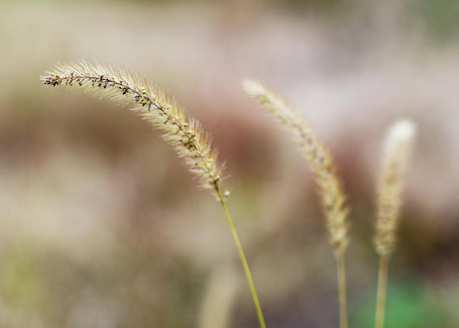 Wild Wheat Close Up Photograph by Amelia Pearn