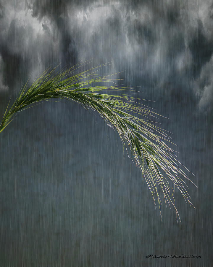 Wild Wheat Grass Photograph by LeeAnn McLaneGoetz McLaneGoetzStudioLLCcom