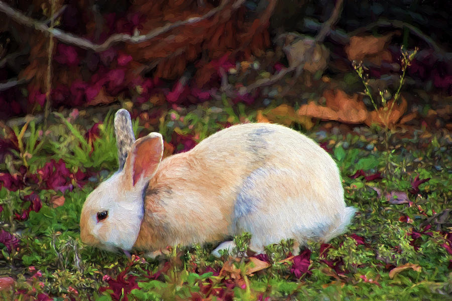 Wild White Bunny Photograph by Peggy Collins