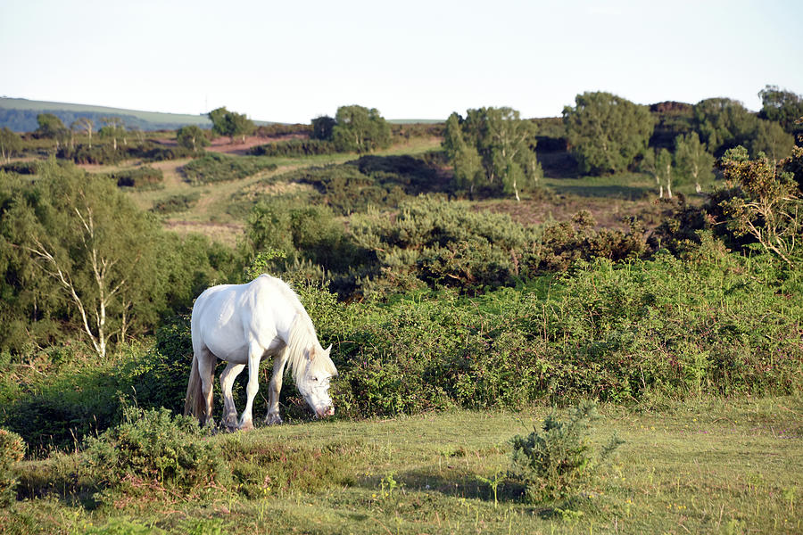 Wild white horse grazing heathland Wareham Dorset Photograph by Loren Dowding
