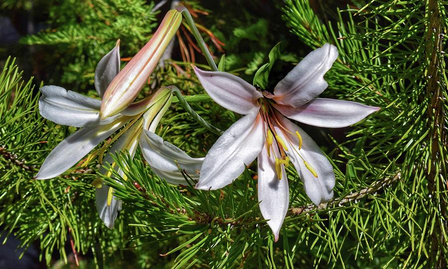 Wild White Lilies Photograph by Dana Hardy - Fine Art America