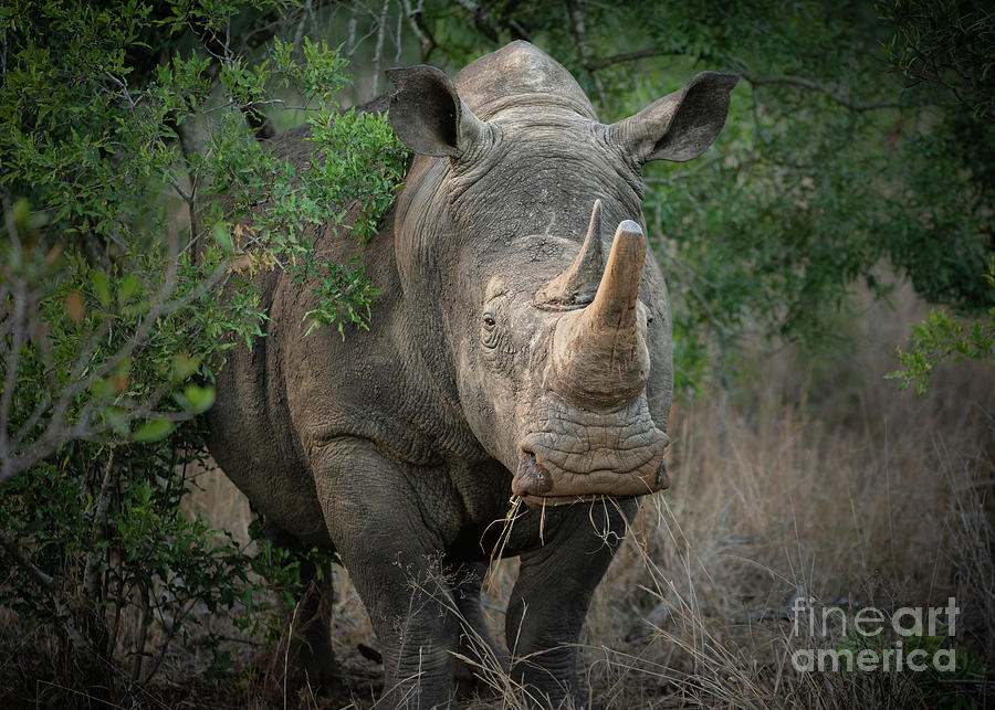 Wild White Rhino in South Africa Photograph by Jamie Pham