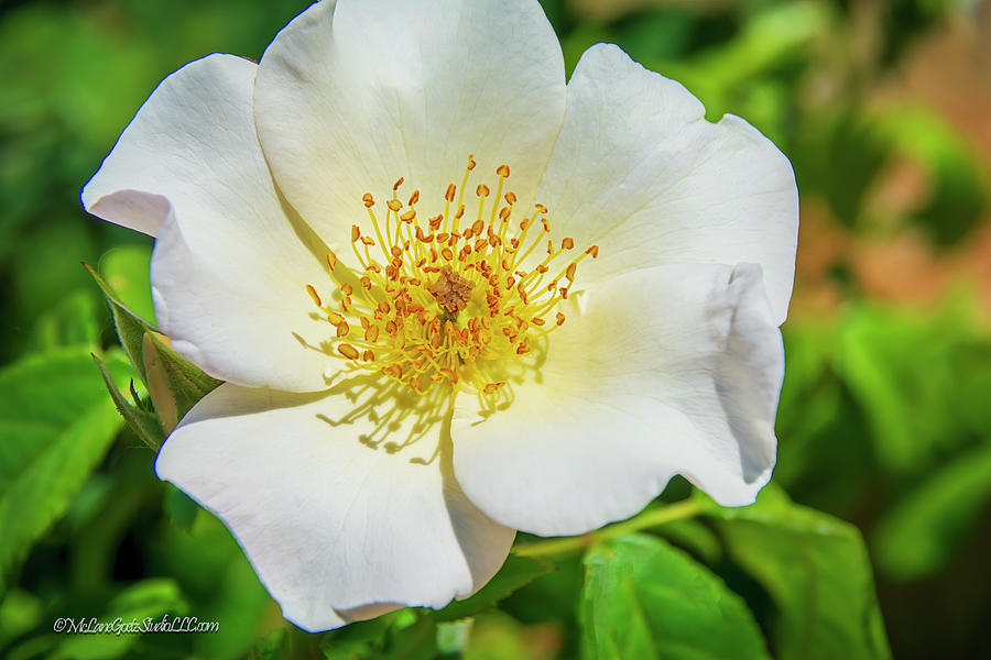 Wild White Rose Photograph