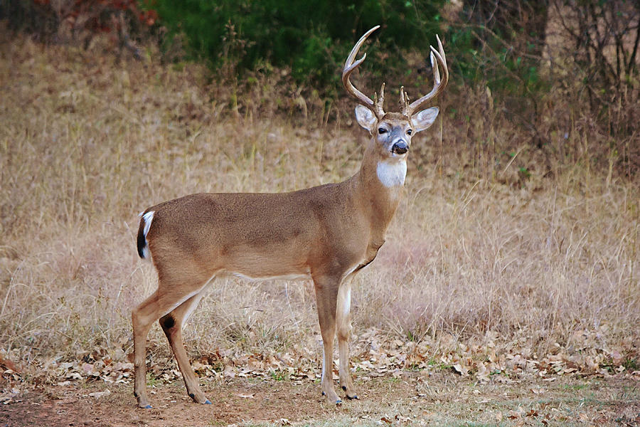 Wild White Tailed Deer Buck Regal Stance Photograph