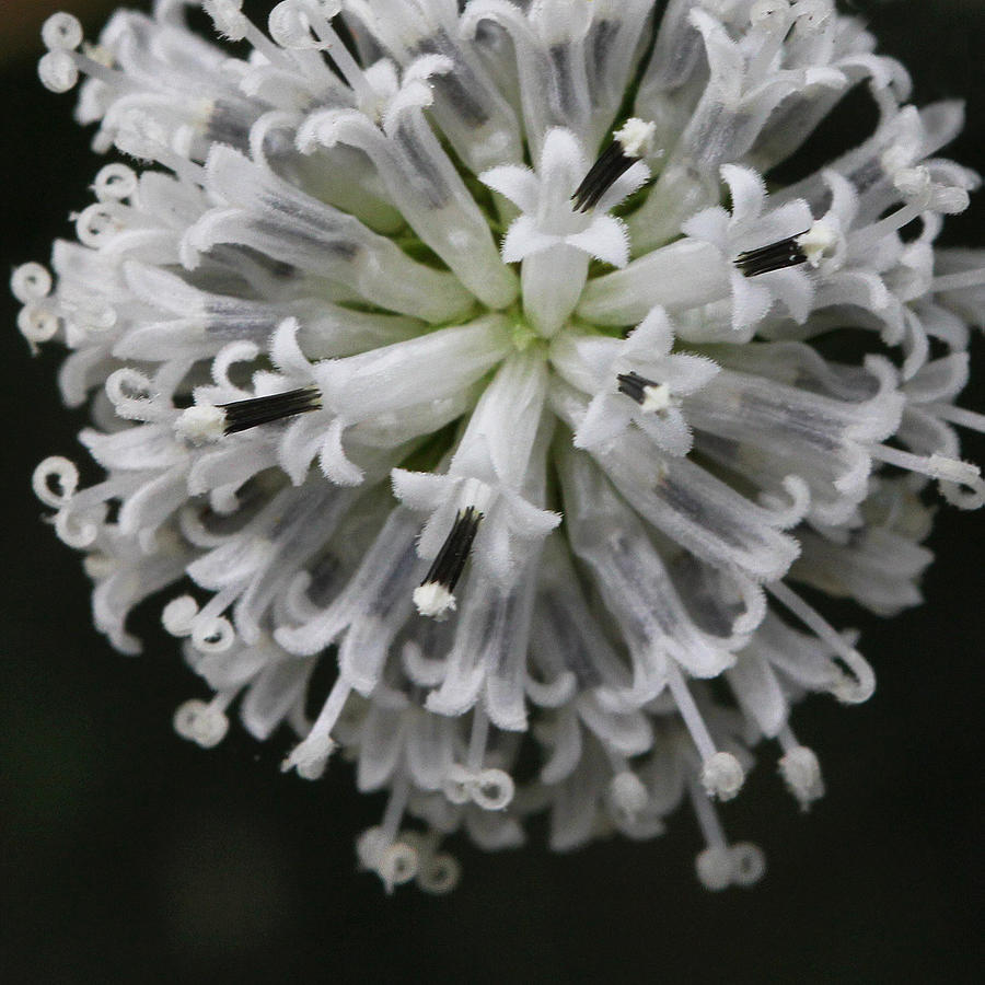 Wild White Woodland Flower Photograph by Decoris Art
