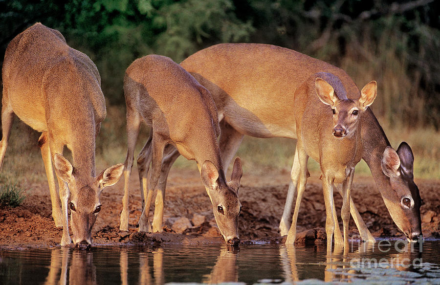 Wild Whitetail Deer At Waterhole  Photograph by Dave Welling
