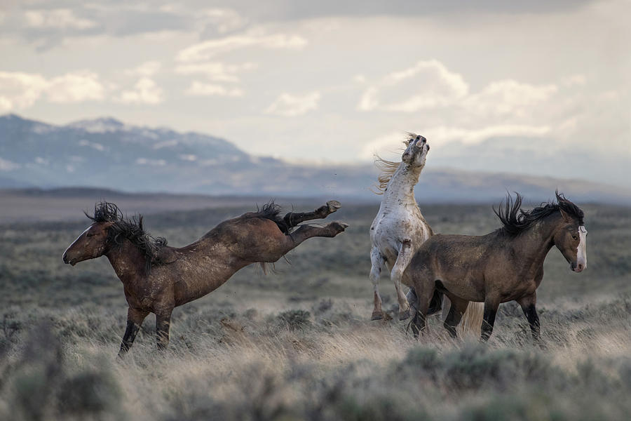 Wild Wild West Photograph by Sandy Sisti