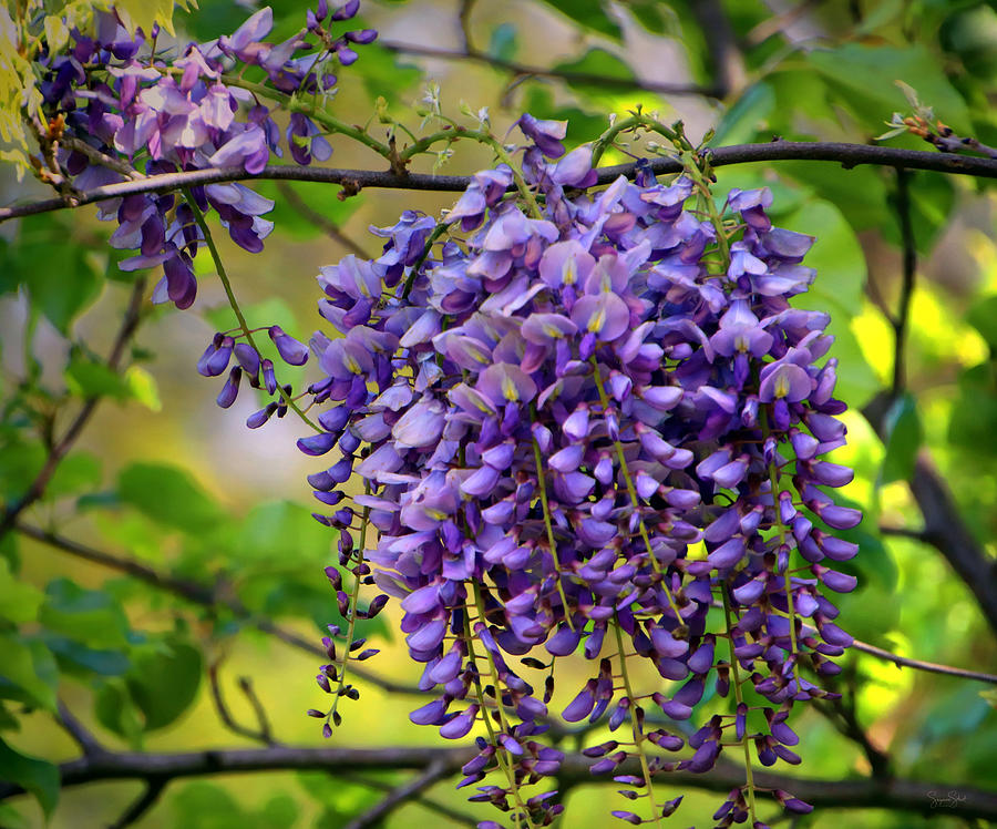 Wild Wisteria Photograph by Suzanne Stout