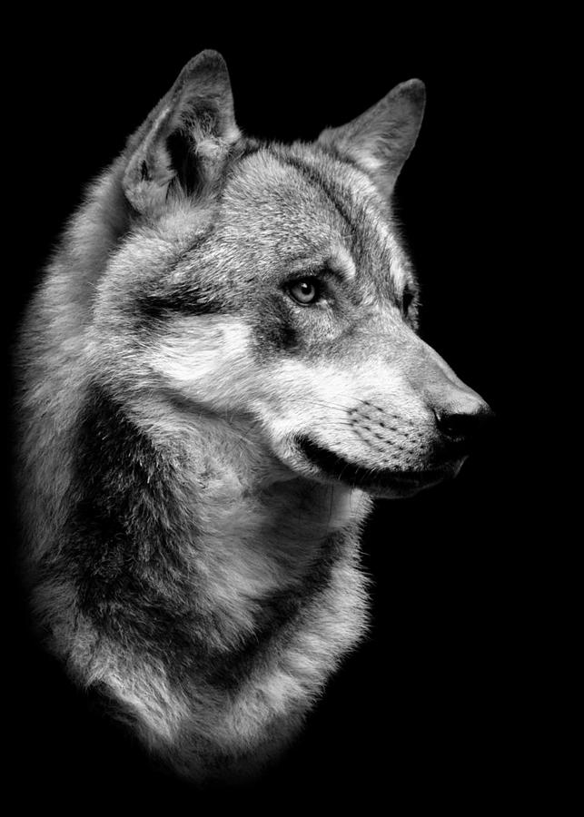 Wild Wolf Head B Poster Digital Art by Decor Studio - Fine Art America